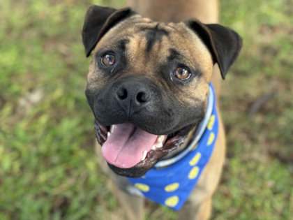 Pet of the Week